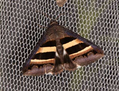 Image of Grammodes cooma Swinhoe 1900