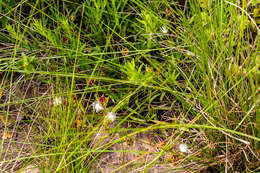 Image of Delosperma lineare L. Bol.