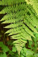 Image of Lady-fern