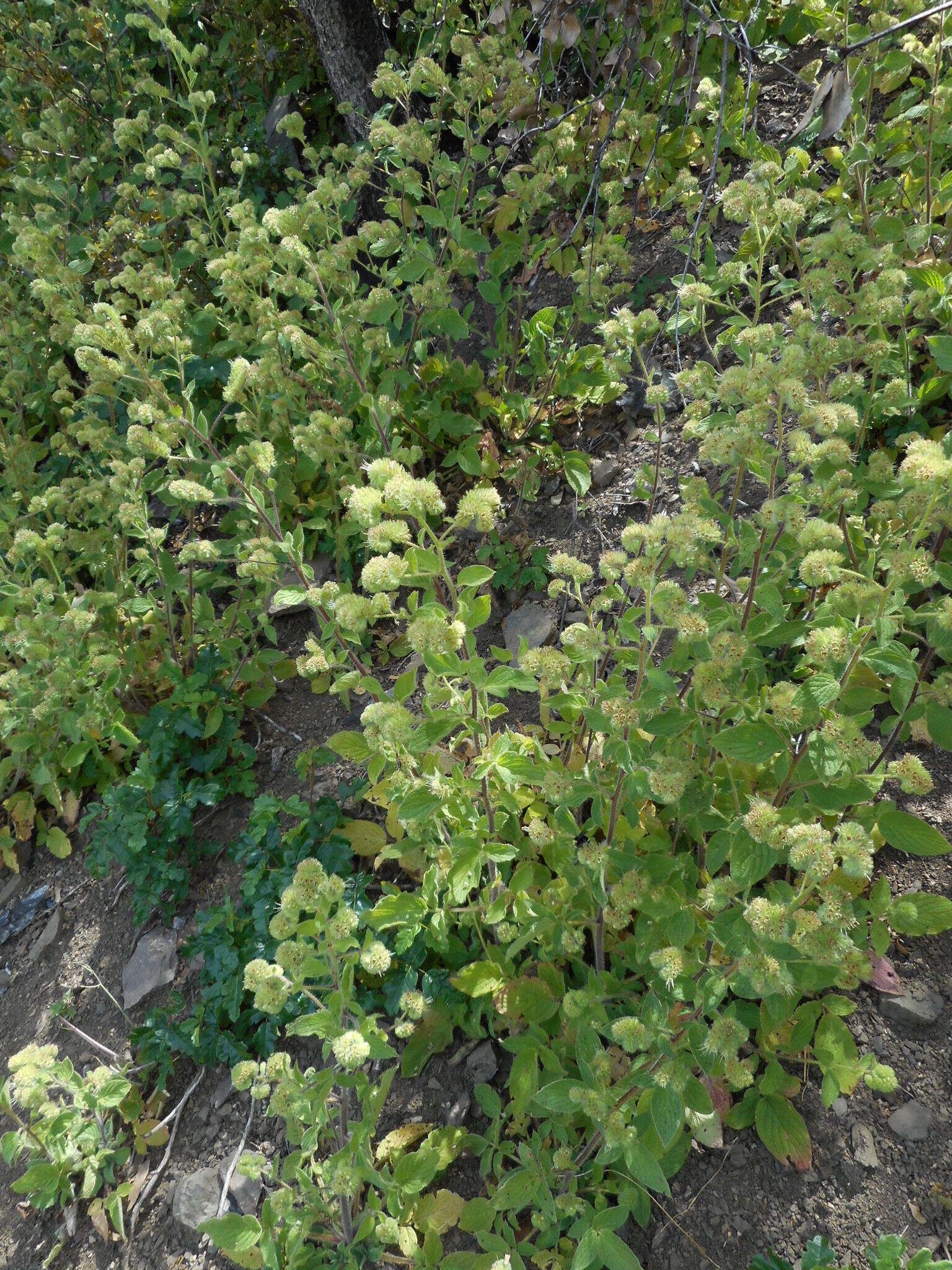 Image of shade phacelia