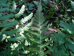 Image of Clinton's woodfern