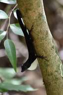 Image of Anolis homolechis turquinensis Garrido 1973