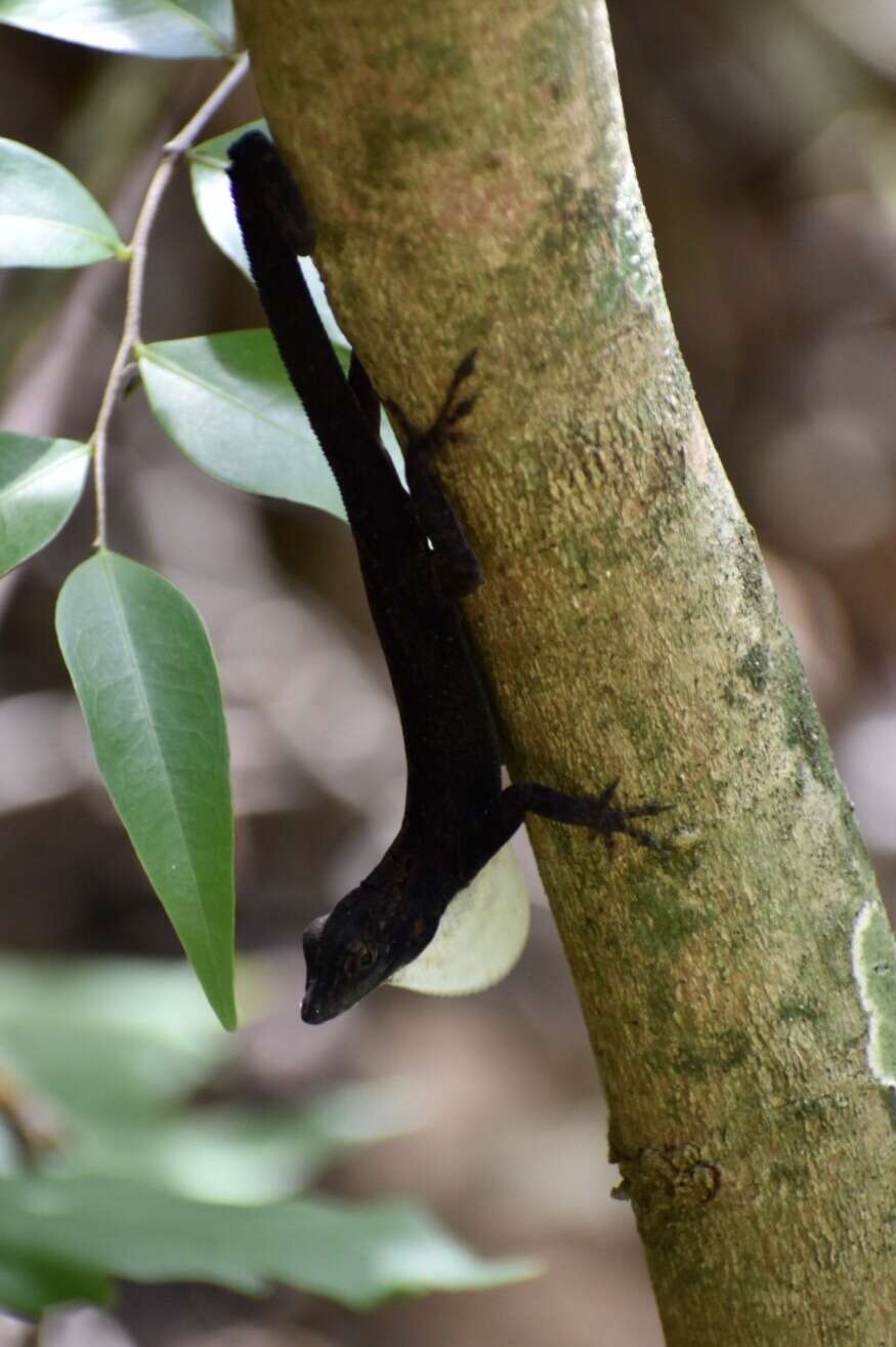 Image of Anolis homolechis turquinensis Garrido 1973