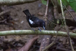 Image of White-shouldered Tanager