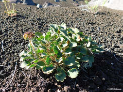 Imagem de Azorella coriacea (Lag.) Kuntze