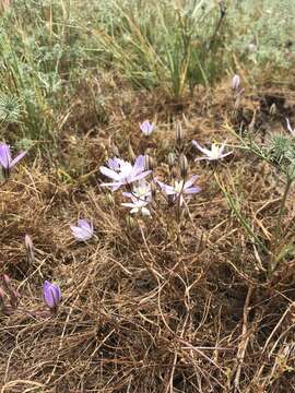 Sivun Brodiaea nana Hoover kuva