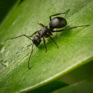 Plancia ëd Polyrhachis spinicola Forel 1894