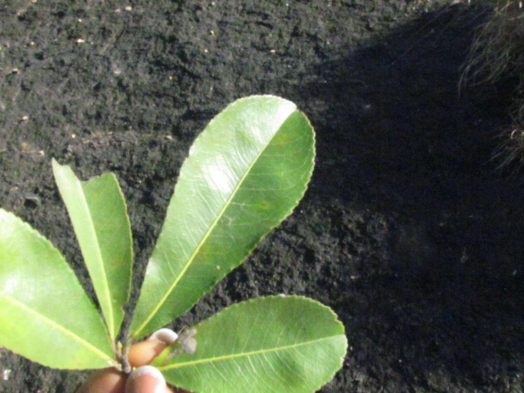 Image of Brick-red ochna