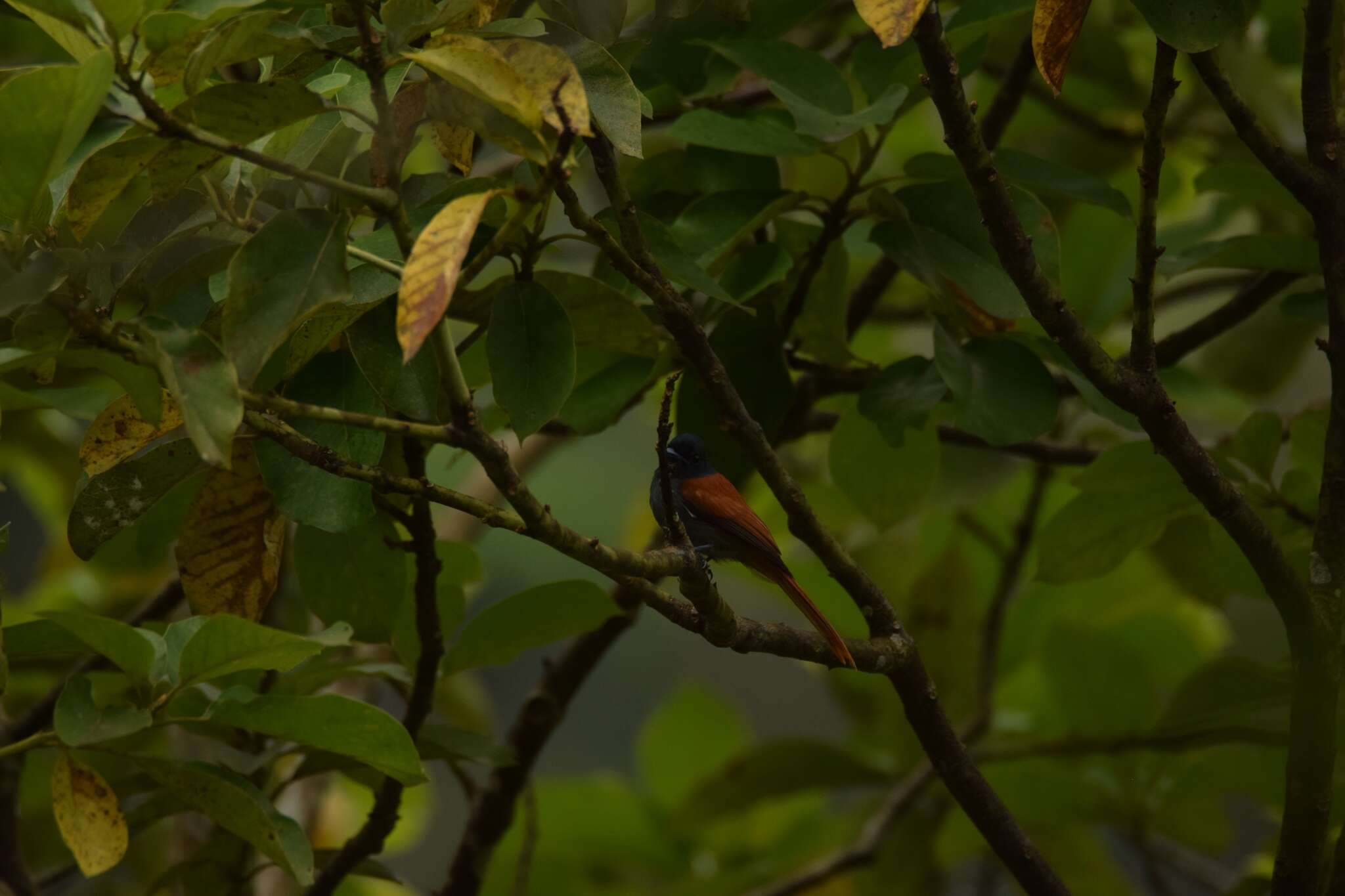 Image of Bates's Paradise Flycatcher