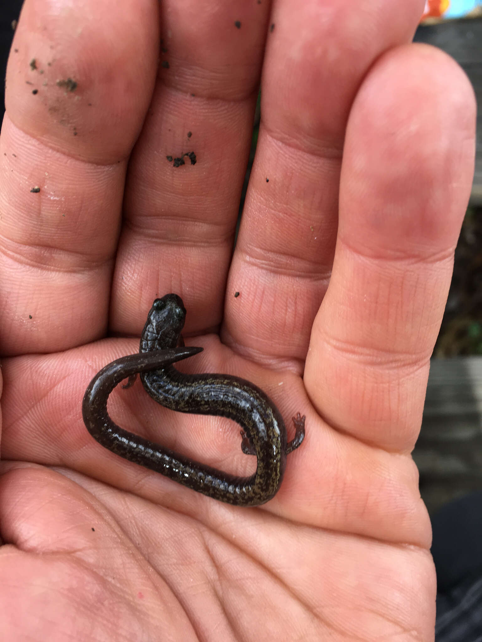 Image of Channel Islands Slender Salamander