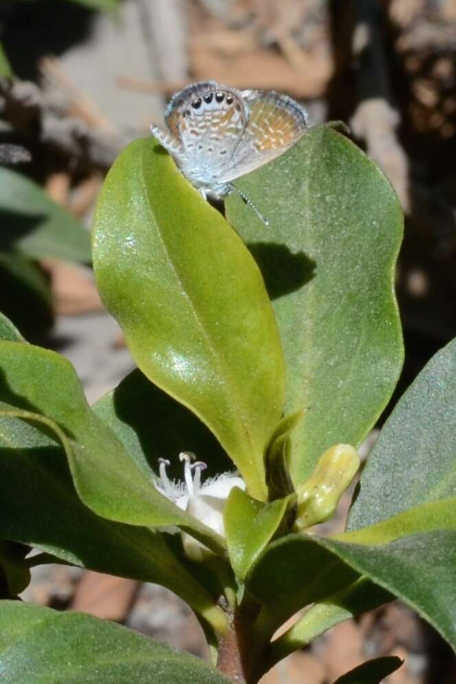 Image of Western pygmy blue