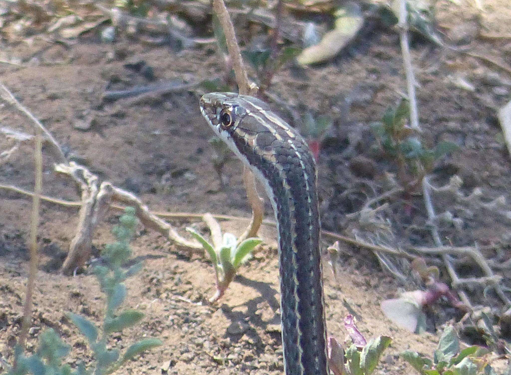 Слика од Psammophis notostictus Peters 1867