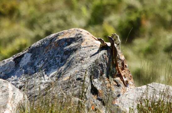 Image of Eastern Cape Crag Lizard