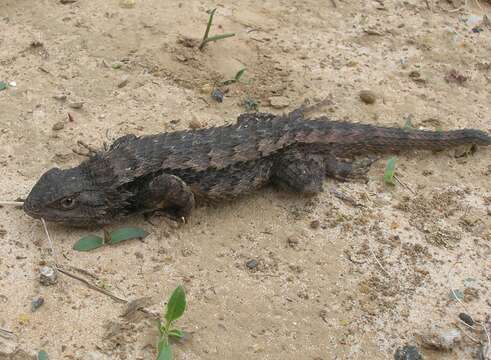 Image of Texas Spiny Lizard