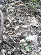 Image of Arkansas meadow-rue