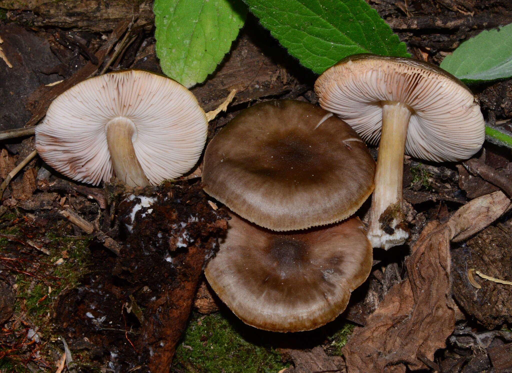 Image of Pluteus primus Bonnard 1991