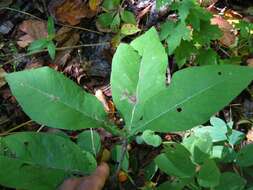 Triosteum aurantiacum E. P. Bickn. resmi