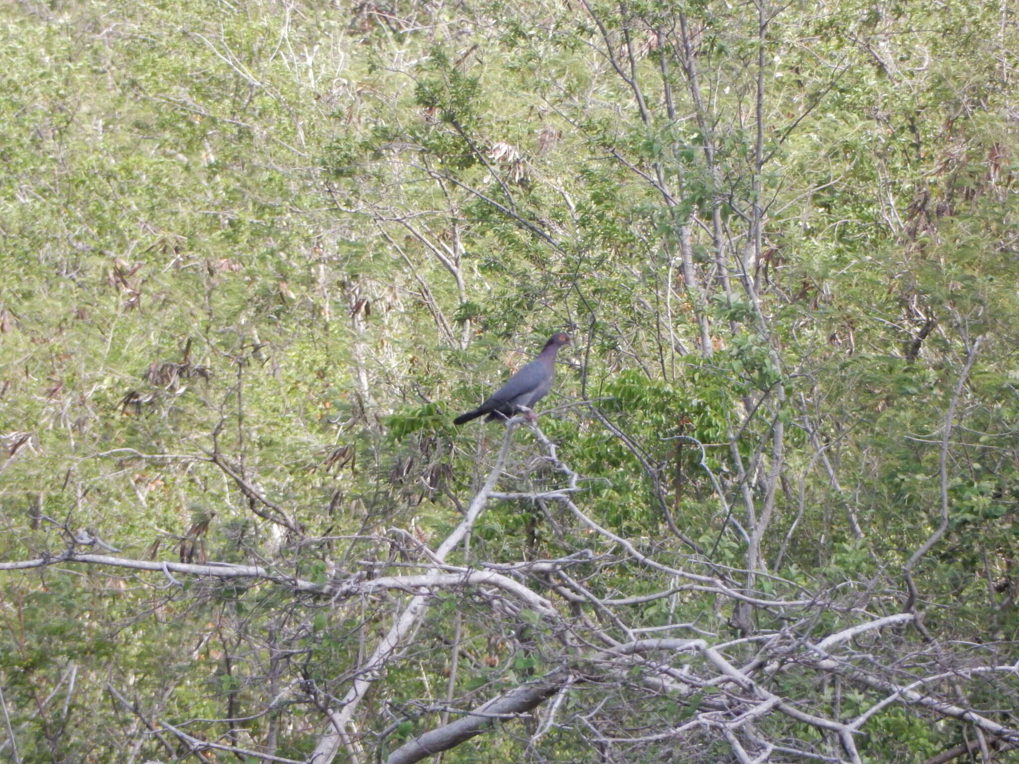 Image of Scaly-naped Pigeon