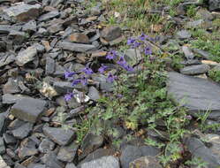 Image of Delphinium caucasicum C. A. Mey.