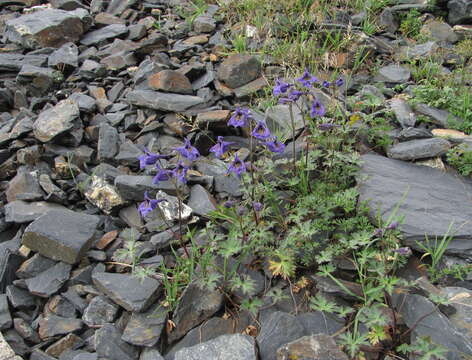 Image of Delphinium caucasicum C. A. Mey.