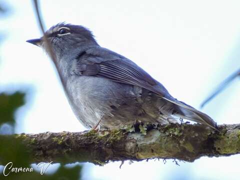 Imagem de Myadestes unicolor Sclater & PL 1857