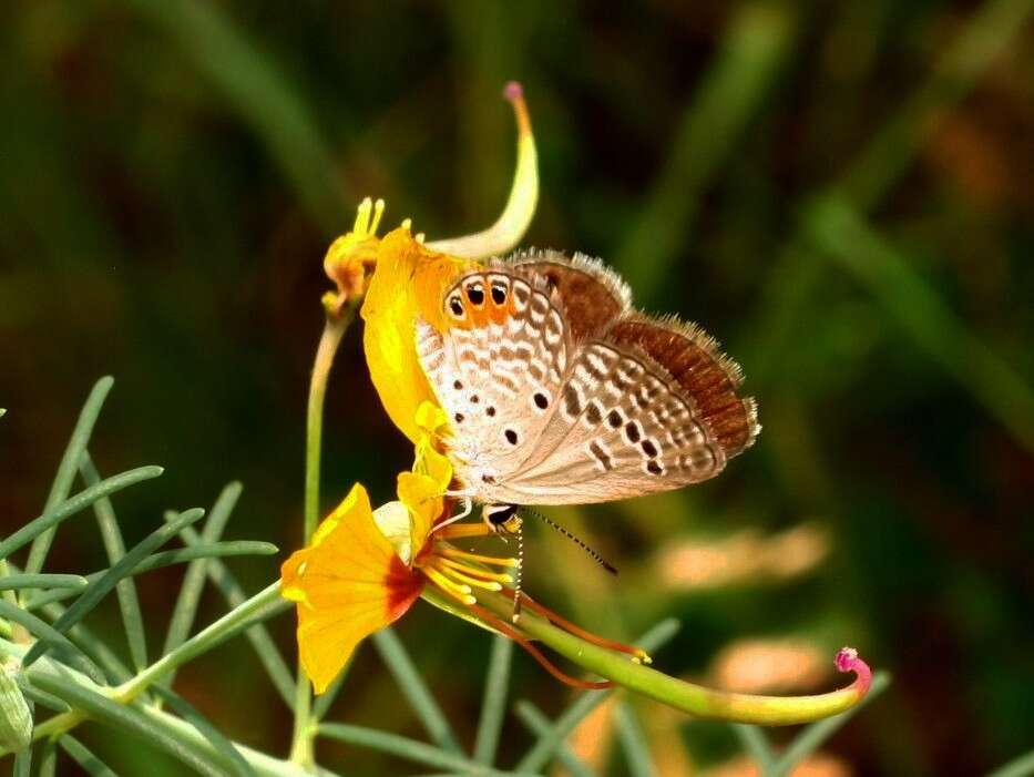 Image of Grass jewel