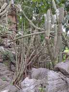 Image of Cereus jamacaru subsp. calcirupicola (F. Ritter) N. P. Taylor & Zappi