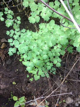 Image of Fendler's meadow-rue