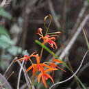 Image of Cattleya cinnabarina (Bateman ex Lindl.) Van den Berg