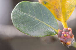 Image of Spiniluma discolor (Radcl.-Sm.) Friis