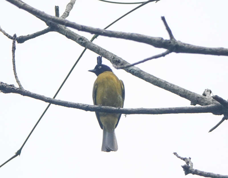 Image of Black-crested Bulbul