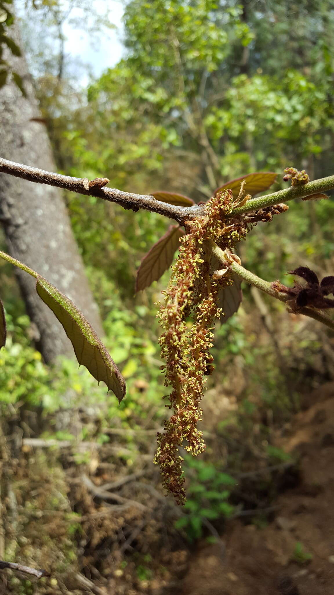 Imagem de Quercus candicans Née