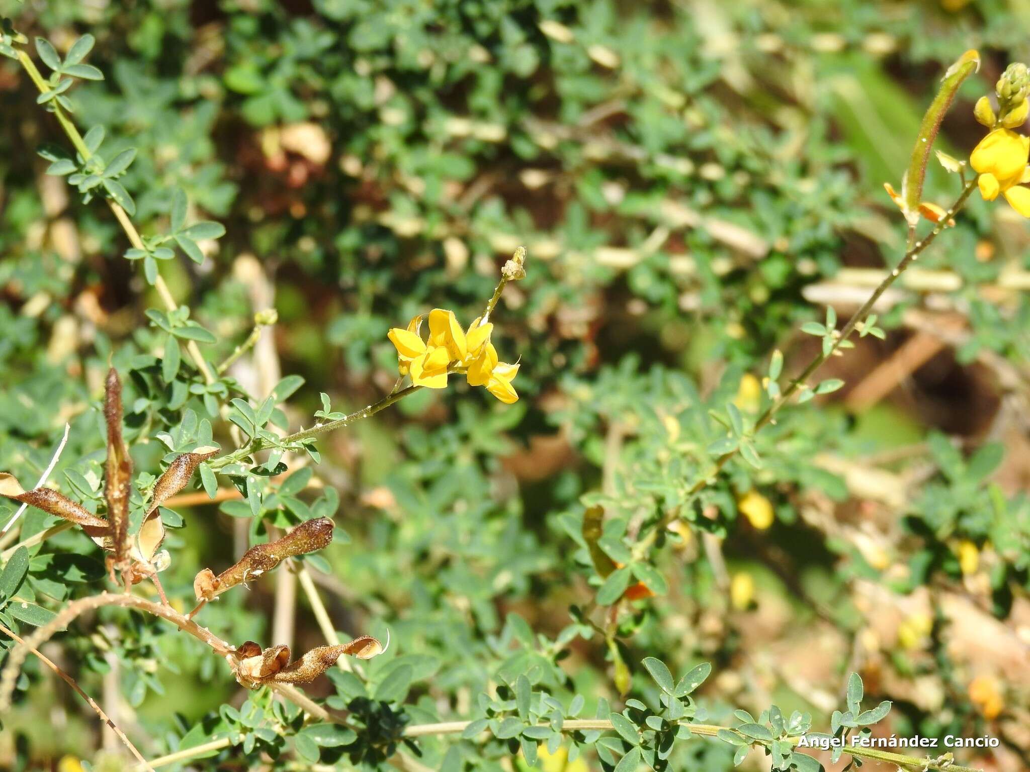 Image of Adenocarpus complicatus (L.) Gay