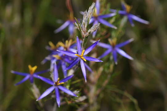 Image of Calectasia intermedia Sond.