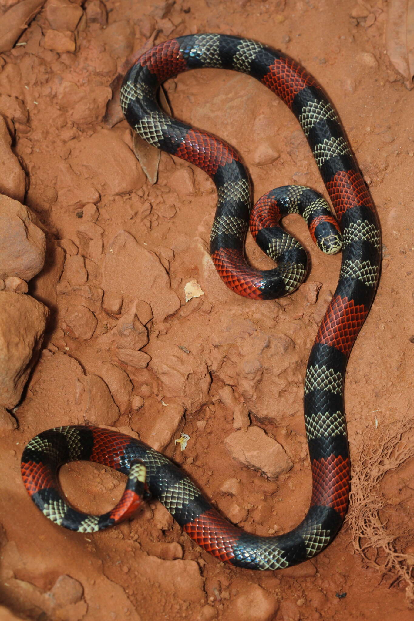 Imagem de Micrurus frontalis (A. M. C. Duméril, Bibron & A. H. A. Duméril 1854)