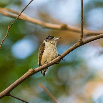 Image of White-bellied Piculet