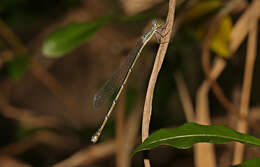 Image of Rhadinosticta simplex (Martin 1901)