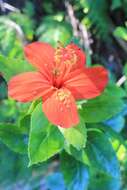 Image of Native Red Rose-Mallow