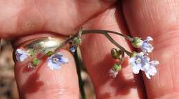 Plancia ëd Andersonglossum boreale (Fernald) J. I. Cohen