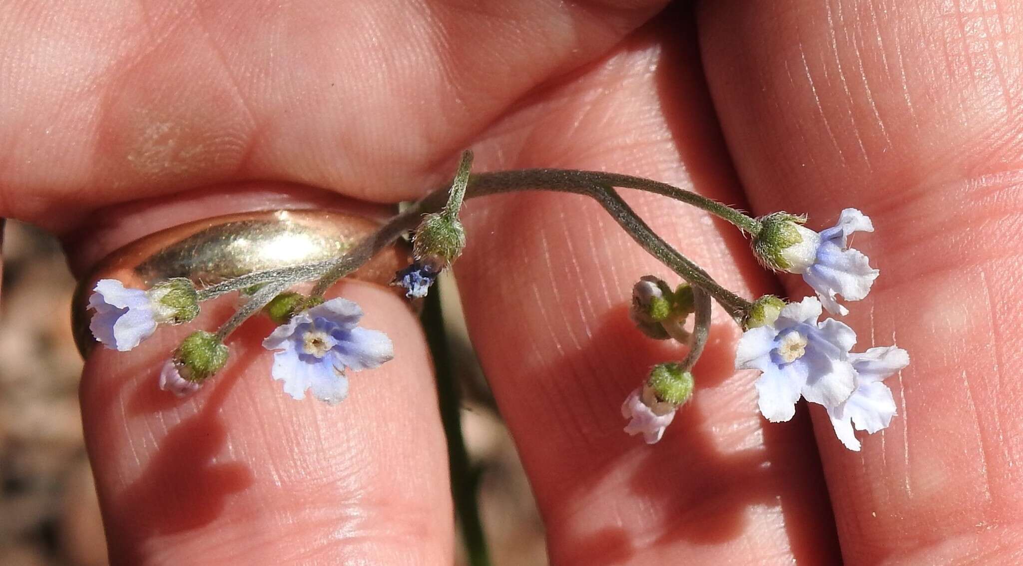 Plancia ëd Andersonglossum boreale (Fernald) J. I. Cohen