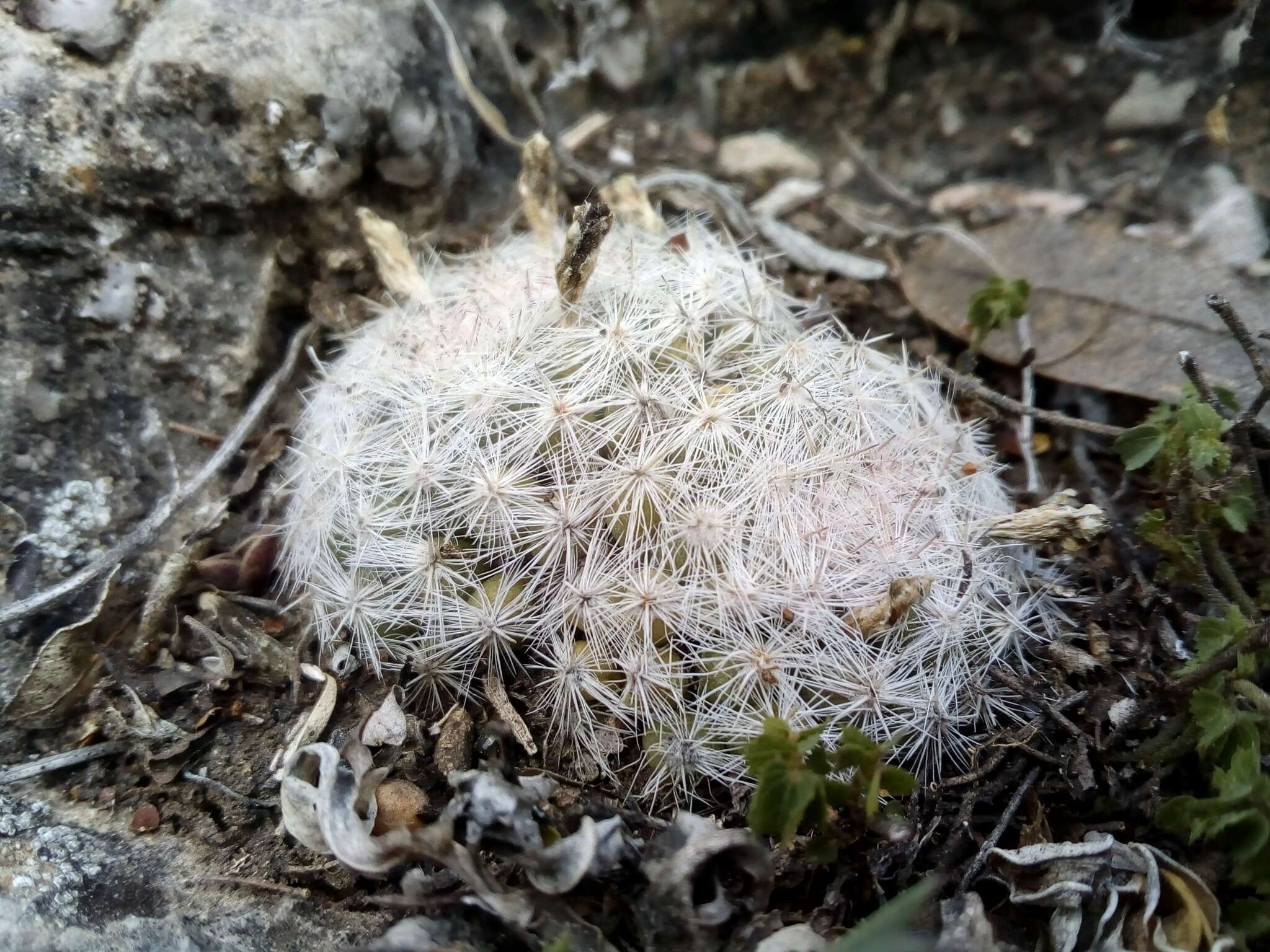 Image of Mammillaria candida Scheidw.