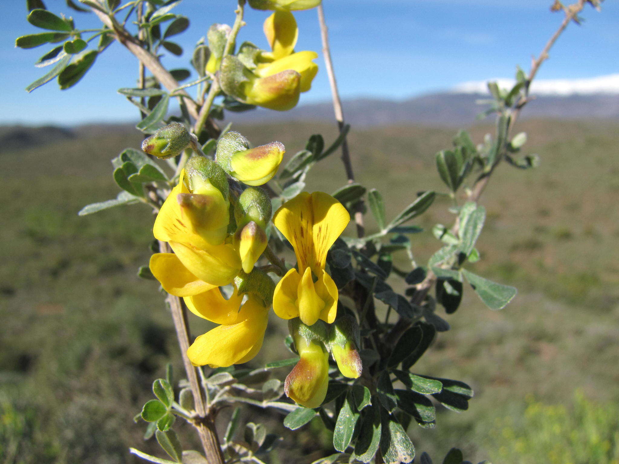 Image of Wiborgiella argentea