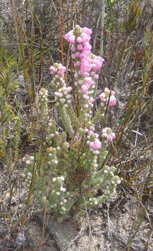 Image of Erica nervata Guthrie & Bolus