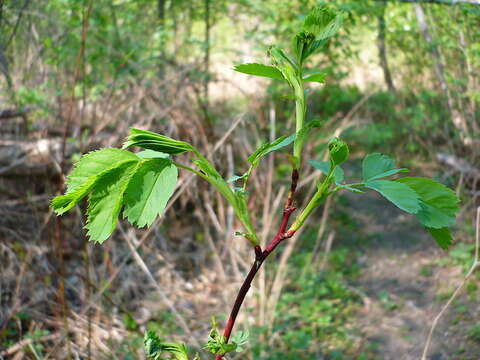 Image of Rosa glabrifolia C. A. Mey. ex Rupr.