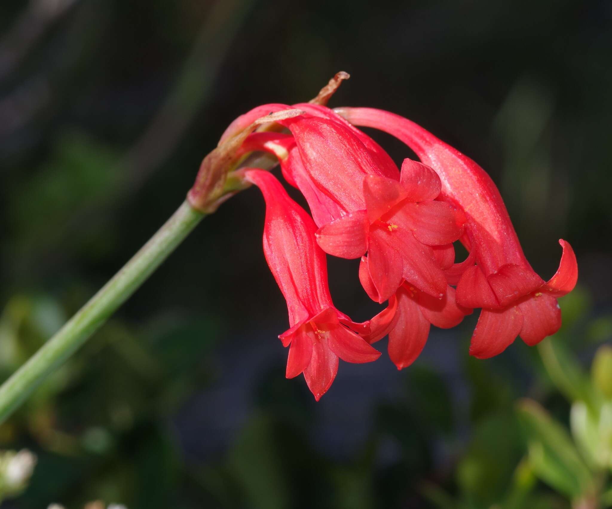 Image of Cyrtanthus staadensis Schönland