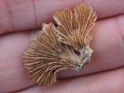 Image of Schizophyllum