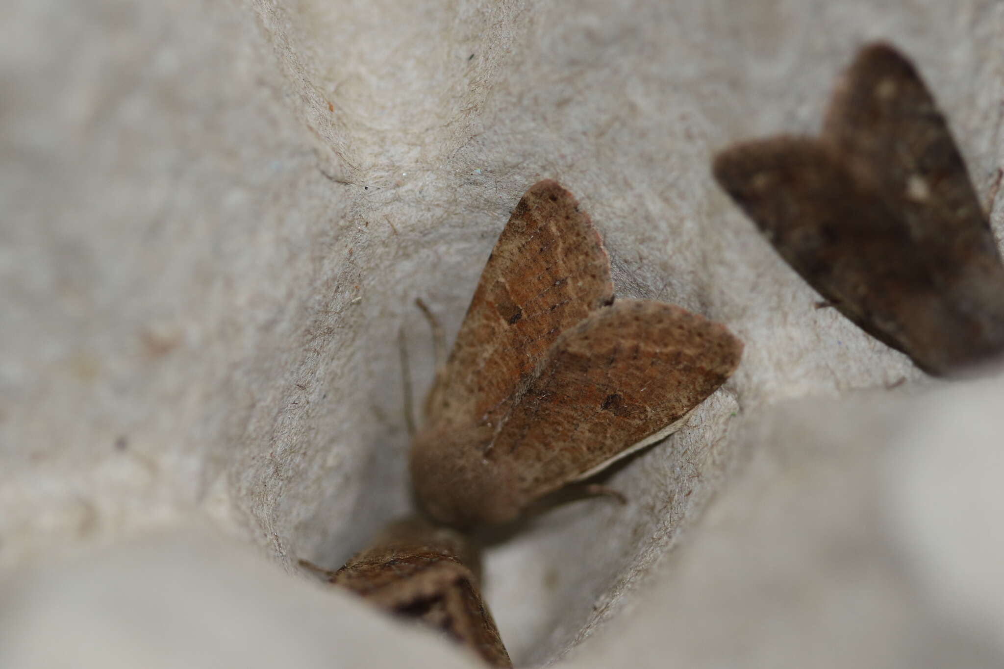 Image of Orthosia pacifica Harvey 1874