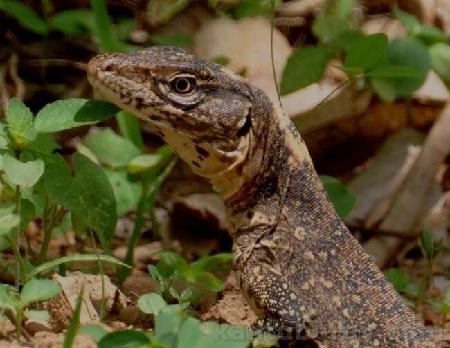 صورة Callopistes flavipunctatus (Duméril & Bibron 1839)