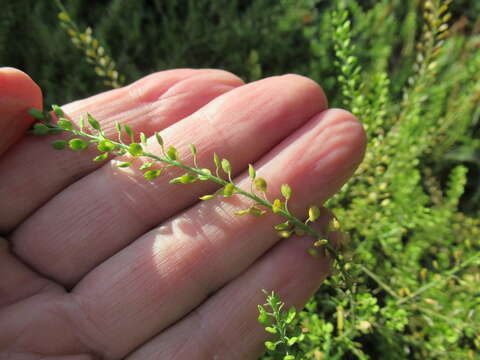 Lepidium apetalum Willd. resmi