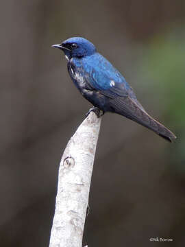 Image of White-bibbed Swallow